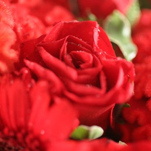 Un bouquet flamboyant
Voici un bouquet rond et g�n�reux o� le rouge incandescent est � l�honneur. Les c�losies, gerberas et roses rouges se marient harmonieusement pour incarner le sentiment unique  de passion. A offrir par amour ou par amiti�, � tous les passionn�s.
Le conseil du Fleuriste
Coupez les tiges en biseaux et changer l�eau du bouquet tous les 2 ou 3 jours.