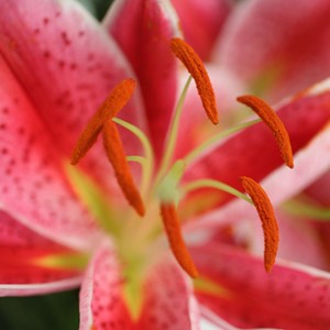 Etoiles pr�cieuses, les lys roses offrent leurs corolles � tous les regards. Pour soutenir leur corail iris�, un feuillage discret et quelques asters mauves.
