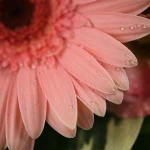 D�licat, apparemment sage, Mirta fait pourtant vibrer ses d�licats p�tales d'hortensias avec, ceux, p�tulants, des gerberas.
