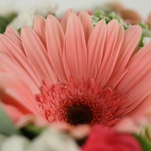 D�lur�, D�lice promet bien des surprises. Sous des airs innocents, il m�le les formes, freesias d�licats et larges gerberas. Un bouquet pour tout oser !
 Le conseil du fleuriste
Coupez les tiges en biseaux et changez l�eau du bouquet tous les 2 ou 3 jours.
