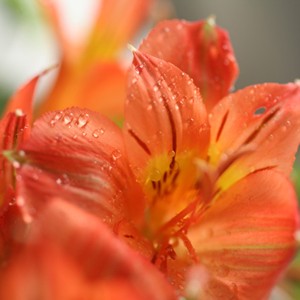 Cueillette estivale
Les fleuristes du r�seau Florajet sont heureux de vous proposer ce bouquet d'�t� qui associe all�grement les couleurs vives propres � la saison. Offrez � vos proches cette d�licate cr�ation qui emm�ne avec elle les senteurs douces et apaisantes de nos jardins d'�t�. 
 Le conseil du fleuriste
Coupez les tiges en biseaux et changer l�eau du bouquet tous les 2 ou 3 jours.  