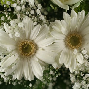Sobri�t� des teintes, richesse des formes et des textures florales. Un bouquet qui d�ploie tous ses atours pour vous s�duire.
