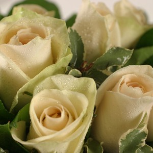Une brass�e de magie

Admirez l��l�gance de cette brass�e de roses blanches. Pures et d�tach�es, elles illumineront chaque instant de leur belle simplicit�.
Le conseil du Fleuriste
Coupez les tiges en biseaux et changez l�eau du bouquet tous les 2 ou 3 jours.
Conservez de pr�f�rence votre bouquet de roses  au sein d�une pi�ce � l�abri de la chaleur.
