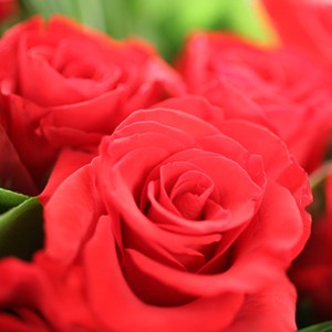 Belle d�claration
A la fois simple et raffin�, ce bouquet vaut mieux qu'un long discours! Il r�v�lera au grand jour la nature de vos sentiments. Comment ne pas succomber � la beaut� de ces roses rouges au parfum enivrant? Mettez toutes les chances de votre c�t� avec cette nouvelle cr�ation Florajet.