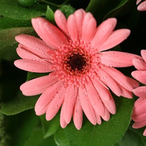 L'�quipe Florajet vous propose ce joli bouquet d'�t�  o�  le rose et le vert forment un adorable tandem. A la fois acide et tendre, D�licatesse apporte gaiet� et tendresse � ceux qui le re�oivent en cadeau.
Le conseil du fleuriste
Coupez les tiges en biseaux et changez l�eau du bouquet tous les 2 ou 3 jours. 