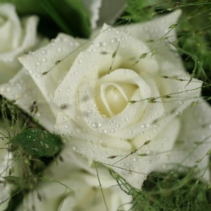 Voici une v�ritable ode � la d�licatesse ! T�tes d�hortensia et roses rivalisent de beaut� pour ce bouquet  o� la note c�leste domine. On aime imaginer qu�il compl�tera � merveille la tenue d�une mari�e.
