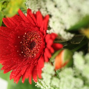 Profitez d'un moment de douceur avec ce bouquet qui joue sur le contraste des tons. La chaleur du rouge vient se m�ler � la tendresse du vert clair pour former un s�duisant m�lange de fleurs et d'�motions. N'h�sitez pas � offrir ou � vous offrir cette �tonnante cr�ation cr��e par l'un de nos artisans fleuristes...
Le conseil du fleuriste
Coupez les tiges en biseaux et changez l�eau du bouquet tous les 2 ou 3 jours. 