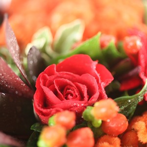 Temp�te de couleurs
Laissez-vous s�duire par cette authentique ode � la couleur qu�est le bouquet Ouragan. Les tons orangers et rouges sont ici � l�honneur et donnent � ce bouquet un v�ritable �lan de tonicit�.

Le conseil du Fleuriste

Coupez les tiges en biseaux et changez l�eau du bouquet tous les 2 ou 3 jours.

 

