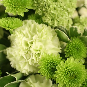 Blanc, vert doux, ivoire, vert intense... voici un bouquet qui souffle, qui rafra�chit, qui tonifie.
Le conseil du fleuriste
Coupez les tiges en biseaux et changez l�eau du bouquet tous les 2 ou 3 jours.