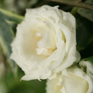 Un bouquet d'exception