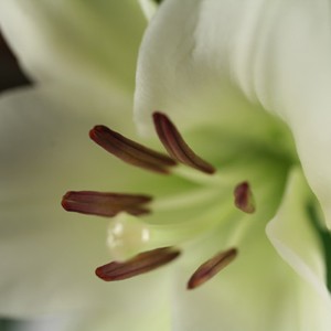 Sauvage et styl�
Nous vous pr�sentons ici un bouquet haut qui a su allier naturel et sophistication. Ces lys majestueux sont d�sarmants de beaut� et d��clat.  Ils feront la joie de l�heureux �lu qui les recevra ! N�h�sitez plus, optez pour le chic des lys !
Le conseil du Fleuriste
Coupez les tiges en biseaux et changez l�eau du bouquet tous les 2 ou 3 jours.
Lorsque vos lys s'�panouissent, coupez le pistil afin d'�viter qu'il ne t�che les p�tales.

