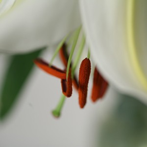 D�lice du Maroc
Laissez-vous envo�ter par ce bouquet long au charme gracile. Les lys aux p�tales d'un blanc �clatant n'en finissent pas de nous �tonner de leur d�licate beaut�. Cette cr�ation rencontrera un grand succ�s aupr�s de celle qui la recevra. A d�couvrir absolument!
Le conseil du Fleuriste
Coupez les tiges en biseaux et changez l�eau du bouquet tous les 2 ou 3 jours. Lorsque vos lys s'�panouissent, coupez le pistil afin d'�viter qu'il ne t�che les p�tales. 