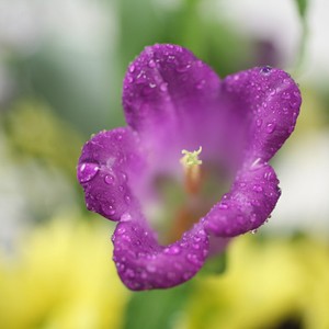 L`eucalyptus danse, le muflier sautille, les campanules chantent et les asters s`amusent. Ludique et frais.