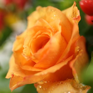Brique incandescente, or en fusion, cuivre br�lant... Un vrai temp�rament de feu.

 Le conseil du fleuriste 
Coupez les tiges en biseaux et changez l�eau du bouquet tous les 2 ou 3 jours.