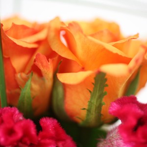 Pr�cieuse

Jade est une d�licate composition o� le celosie c�toie avec raffinement les roses orange. Assembl�s avec go�t, fleurs et v�g�taux forment ainsi un assemblage plein de charme.
Le conseil du Fleuriste

A r�ception de votre composition, humidifiez la mousse tous les 2 jours en prenant soin d�en �carter les fleurs.
