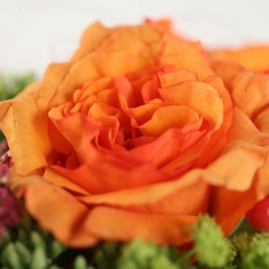 Gourmandise

Gourmande, savoureuse, Ambre p�tille, r�chauffe et colore tous les instants. Ce bouquet se distingue par les tons chauds qui le composent. Avec cette cr�ation, vous �tes assur�s de faire plaisir en toute circonstance.
Le conseil du Fleuriste

Coupez les tiges en biseaux et changez l�eau du bouquet tous les 2 ou 3 jours.
