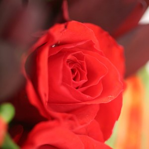 Bijou d'amour