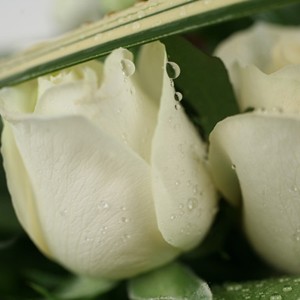 Pour habiller votre int�rieur d'une �l�gante touche florale, Florajet vous propose ce ravissant centre de table qui agr�mentera vos repas de raffinement et de gr�ce. Travaill� dans les tons de blanc et de vert, soyez certains de combler vos convives avec cette cr�ation sp�ciale Florajet.