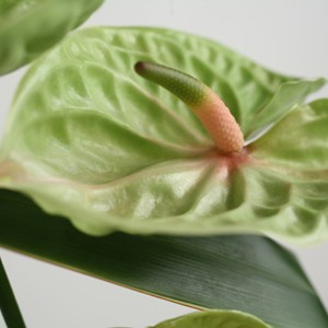 Offrez � vos proches une escapade en Afrique avec cette d�licate composition domin�e par l'Anthurium vert. Exotisme et d�paysement sont donc au rendez-vous avec cette charmante cr�ation d�finitivement plac�e sous le signe de l'�vasion.
 Le conseil du fleuriste
A r�ception de votre composition piqu�e, humidifiez la mousse tous les 2 jours en prenant soin d��carter les fleurs.  