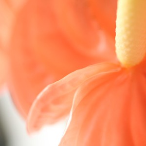Voici une composition qui invite au voyage. Les anthuriums  m�l�s aux d�licates tiges de pr�les se dressent dans une belle harmonie. Il en ressort une �l�gante composition qui rappelle la douceur des Antilles. Ravissez vos proche avec ce joli brin d'exotisme.
