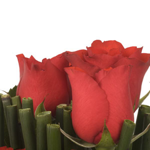 D�claration d'amour