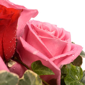 Romantique � souhait
Tout le chic de ce bouquet tient dans la d�licieuse association des roses rouges et roses. Votre d�claration ne peut �tre que r�ussie avec cette nouvelle cr�ation de la collection Florajet.com
Le conseil du Fleuriste
Coupez les tiges en biseaux et changez l�eau du bouquet tous les 2 ou 3 jours.
Conservez de pr�f�rence votre bouquet de roses  au sein d�une pi�ce � l�abri de la chaleur.
