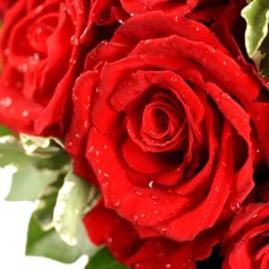 Le grand jeu

Voici le bouquet de roses par excellence. Si vous h�sitez entre plusieurs cr�ations pour lui d�clarer votre amour, sachez que cette magnifique brass�e de roses rouges  est une valeur s�re. G�n�reux et voluptueux, ce bouquet ne peut qu�enchanter celle qui le recevra.

Le conseil du Fleuriste

Coupez les tiges en biseaux et changez l�eau du bouquet tous les 2 ou 3 jours.
Conservez de pr�f�rence votre bouquet de roses  au sein d�une pi�ce � l�abri de la chaleur.

