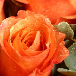 Lumi�re orange

Voici un bouquet qui inspire la passion et l�all�gresse !  Cette belle brass�e de roses aux couleurs chatoyantes nous �blouit de sa lumi�re. Un bouquet � offrir � tous les c�urs ardents !

Le conseil du Fleuriste

Coupez les tiges en biseaux et changez l�eau du bouquet tous les 2 ou 3 jours.
Conservez de pr�f�rence votre bouquet de roses  au sein d�une pi�ce � l�abri de la chaleur.

