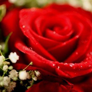 Le grand classique

Quelques roses entrem�l�es de gypsophile� Une recette simple et efficace  qui suffit � r�v�ler l��clat de vos sentiments. Victoria s�duit par son charme et son �l�gance� Un bouquet comme ultime preuve d�amour ou la rose comme doux messager de vos pens�es.

Le conseil du fleuristes

Coupez les tiges en biseaux et changez l�eau du bouquet tous les 2 ou 3 jours.
Conservez de pr�f�rence votre bouquet de roses  au sein d�une pi�ce � l'abri de la chaleur.
