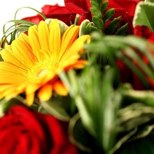 Bouquet chic
Roses rouges et germinis oranges donnent tout son charme � ce ravissant bouquet. Oslo est � l'heure de l'�l�gance et de la classe. En toute occasion, cette cr�ation Florajet.com fera son effet!
Le conseil du Fleuriste
Coupez les tiges en biseaux et changez l�eau du bouquet tous les 2 ou 3 jours.