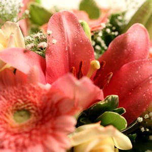 Bonheur simple
Appr�ciez la douceur d�livr�e par ce d�licieux bouquet. Travaill� dans les tons roses pastel, l�ensemble est une v�ritable invitation au bonheur.Germinis, roses, et lys partagent la vedette de cette cr�ation Florajet.com. Pour se faire plaisir ou ravir vos proches !

Le conseil du Fleuriste
Coupez les tiges en biseaux et changez l�eau du bouquet tous les 2 ou 3 jours.
