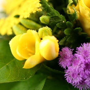 R�ve am�ricain
Voici un bouquet original dont les teintes audacieuses vous invitent � vivre votre propre r�ve am�ricain, au coeur de la Floride. Prenez-vous � r�ver de plages et d'h�tels luxueux avec ce ravissant bouquet Florajet.com !