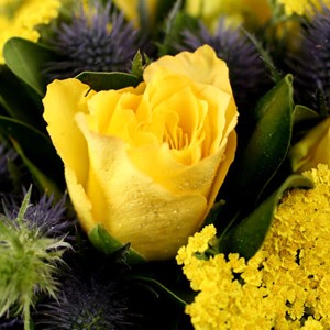 Une �tonnante rencontre
Voici un bouquet des plus audacieux! La rencontre de la rose jaune et du chardon est pour le moins inattendue. Le r�sultat est un surprenant contraste o� la rose et le chardon forment un adorable tandem. A offrir sans h�siter !
Le conseil du Fleuriste 
Coupez les tiges en biseaux et changer l�eau du bouquet tous les 2 ou 3 jours.