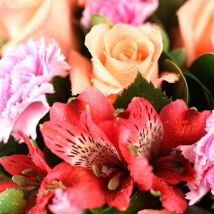Bonbon acidul�
Nous vous pr�sentons ici un bouquet �lectrique ! Ses couleurs vives vous s�duiront. Austin est un ravissant bouquet qui respire la fra�cheur de la jeunesse. A d�couvrir absolument !
Le conseil du Fleuriste
Coupez les tiges en biseaux et changez l�eau du bouquet tous les 2 ou 3 jours.