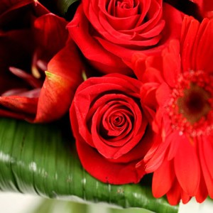 Eclat de rouge

Vous souhaitez s�duire ou simplement faire plaisir? Ce bouquet est fait pour vous!   
Compos� de diverses fleurs de couleur rouge, il ravira par son �clat. A d�couvrir absolument!
Le conseil du Fleuriste

Coupez les tiges en biseaux et changez l�eau du bouquet tous les 2 ou 3 jours.
