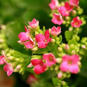 Tr�s d�licat, le Kalancho� vous charmera par la d�licatesse de ses fleurs. (la couleur peut varier en fonction des disponibilit�s du fleuriste).

Entretien : Arroser 1 fois par semaine. Aime les endroits ensoleill�s. Utiliser des b�tonnets d'engrais pour les plantes fleuries. Eliminer r�guli�rement les fleurs fan�es. Mettre de l'engrais 1 fois par mois de mars � septembre. Plante � conserver � l'int�rieur.
