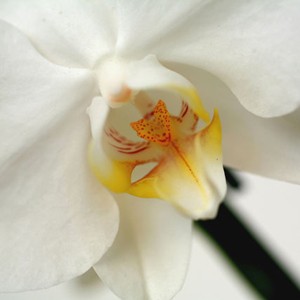 Originaire des r�gions tropicales et sub-tropicales d'Asie, l'orchid�e papillon est tr�s florifl�re.Ses hampes retombantes portent des fleurs toute l'ann�e, plus ou moins rondes et �toil�es qui peuvent durer jusqu'� huit semaines. On l'appr�cie pour sa facilit� de culture.
