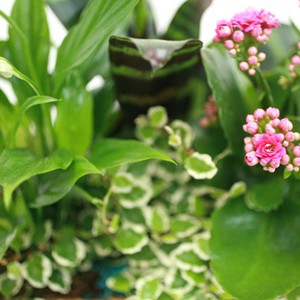 Ensemble exotique comprenant 1 kalancho� aux fleurs roses, 1 ficus Repens au feuillage panach�, 1 spathiphyllum et 1 brom�lia dont la cr�te structure la composition.

Le conseil du Fleuriste
 Arroser r�guli�rement (1 � 2 fois par semaine) en renouvelant l'arrosage lorsque le terreau s'ass�che. Eviter l'eau stagnante dans la soucoupe. Aime la lumi�re mais pas le soleil direct. Utiliser des b�tonnets d'engrais pour les plantes fleuries. Eliminer r�guli�rement les fleurs fan�es. Coupe � conserver � l'int�rieur.
