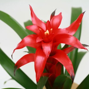 Originaire d'Am�rique du sud, le Guzmania se caract�rise par sa rosette color�e et ses ampes graphiques.
