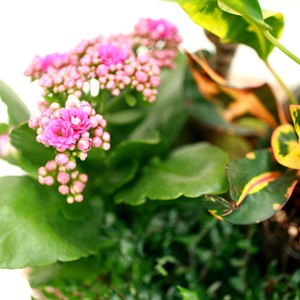 Ensemble comprenant 1 drac�na au feuillage effil�, 1 croton aux feuilles panach�es, 1 kalancho� rose et 1 foug�re.
Aussi p�tillantes que color�es, les fleurs du b�gonia vous s�duiront.

Le conseil du Fleuriste
Arroser r�guli�rement (1 � 2 fois par semaine) en renouvelant l'arrosage lorsque le terreau s'ass�che. Eviter l'eau stagnante dans la soucoupe. Aime la lumi�re mais pas le soleil direct. Utiliser des b�tonnets d'engrais pour les plantes fleuries. Eliminer r�guli�rement les fleurs fan�es. Coupe � conserver � l'int�rieur.
