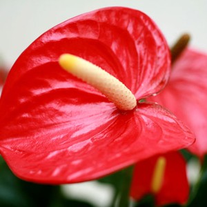 Plante tropicale, l'Anthurium se caract�rise par ses spathes d'un rouge intense.

Le conseil du Fleuriste
 Mouiller parfaitement le terreau toutes les 3 � 4 semaines. Aime la lumi�re mais pas le soleil direct. Utiliser des b�tonnets d'engrais pour les plantes fleuries. Eliminer r�guli�rement les fleurs fan�es. Plante d'int�rieur

P�riode : Toute l'ann�e.
