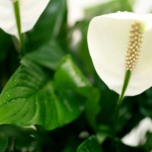 Originaire d'Am�rique du sud, ses feuilles d'un vert intense contrastent joliment avec ses hampes blanches.

Le conseil du Fleuriste
 Mouiller parfaitement le terreau toutes les 3 � 4 semaines. Aime les pi�ces �clair�es, sans lumi�re directe. Utiliser des b�tonnets d'engrais pour les plantes fleuries. Eliminer r�guli�rement les fleurs fan�es. Plante � conserver � l'int�rieur.

P�riode : Toute l'ann�e.

