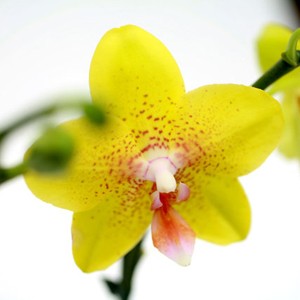 Originaire des r�gions tropicales et sub-tropicales d'Asie, l'orchid�e papillon est tr�s florifl�re. Ses hampes retombantes portent des fleurs toute l'ann�e, plus ou moins rondes et �toil�es qui peuvent durer jusqu'� huit semaines. On l'appr�cie pour sa facilit� de culture.
