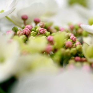 L'hortensia est un arbuste � feuillage caduc. Particuli�rement beau en Bretagne et en Anjou, il s'adapte partout. Ses fleurs aux p�tales ronds et r�guliers sont g�n�reuses. (la couleur peut varier en fonction des disponibilit�s du fleuriste)

Entretien : Arroser r�guli�rement (1 � 2 fois par semaine) en renouvelant l'arrosage lorsque le terreau s'ass�che. Eviter l'eau stagnante dans la soucoupe. Aime la lumi�re mais pas le soleil direct. Utiliser des b�tonnets d'engrais pour les plantes fleuries. Plante de jardin apr�s floraison, � replanter dans de la terre de bruy�re � l'ombre. Possibilit� de replanter l'hortensia � l'ext�rieur dans un lieu ombrag� et humide.
