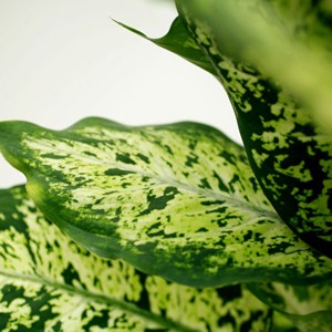 Originaire d'Am�rique du sud, Le Dieffenbachia se reconna�t � ses grandes feuilles ovales tachet�es.
