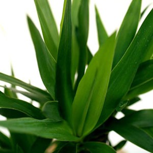 Originaire d'Am�rique centrale, le Yucca s�duit par ses feuilles fusel�es.
