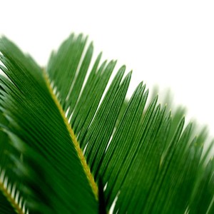 Encore appel� palmier de la paix, il ouvre ses fines feuilles comme une offrande.

Le conseil du Fleuriste
 Arroser r�guli�rement (1 � 2 fois par semaine) en renouvelant l'arrosage lorsque le terreau s'ass�che. Eviter l'eau stagnante dans la soucoupe. Aime la lumi�re mais pas le soleil direct. Mettre de l'engrais 1 fois par mois de mars � septembre.

P�riode : Toute l'ann�e.
