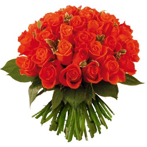 Bouquet de roses FLORENTIN