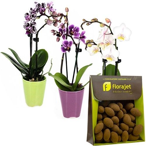Cadeaux Gourmands 3 MINI ORCHIDEES + AMANDES CACAOTEES