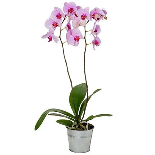 Orchidée ORCHIDéE